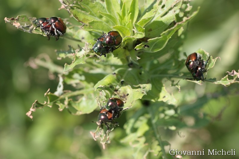 Popillia japonica, Rutelidae - nuovo alieno in Italia